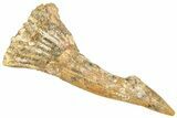 Huge, Fossil Sawfish (Onchopristis) Rostral Barb - Morocco #366718-1